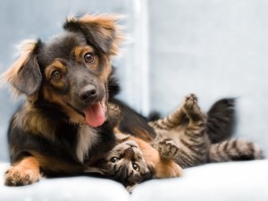 Understanding Pet Sympathy